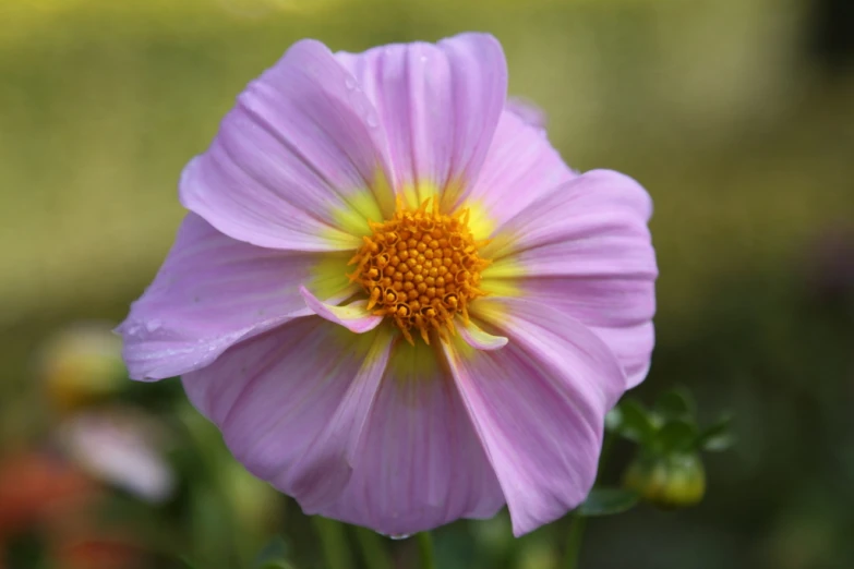 a pink flower in the middle of a green field