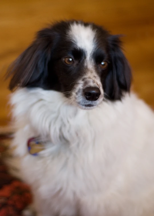 a close - up view of a dog with the right eye open