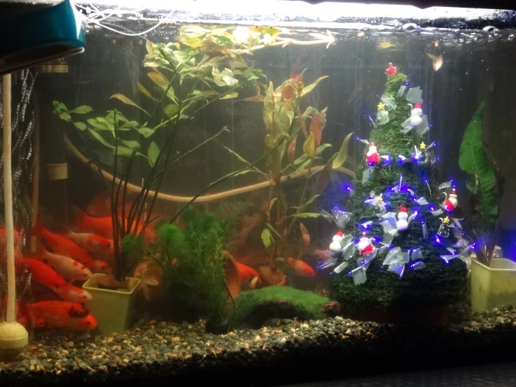 an aquarium is filled with plants and fish