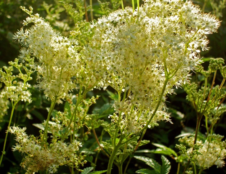 some white flowers are on a green plant