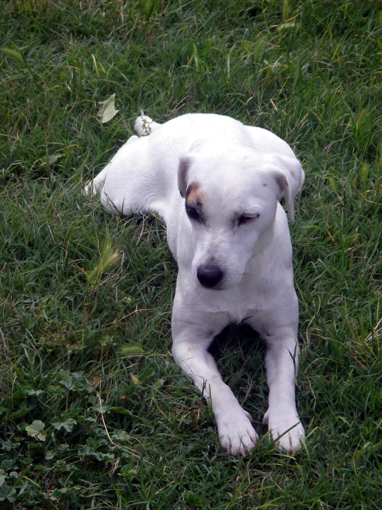 a white dog lays in the grass and scratches its forehead