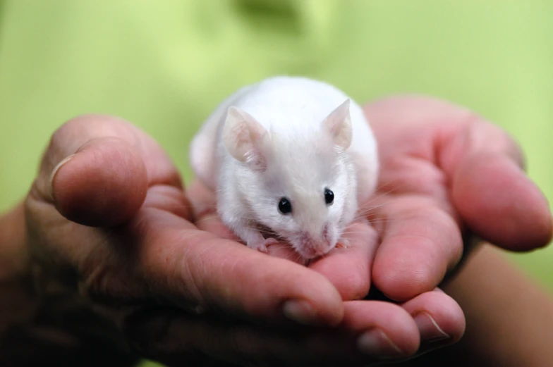 the little mouse is sitting in the palm of someones hands