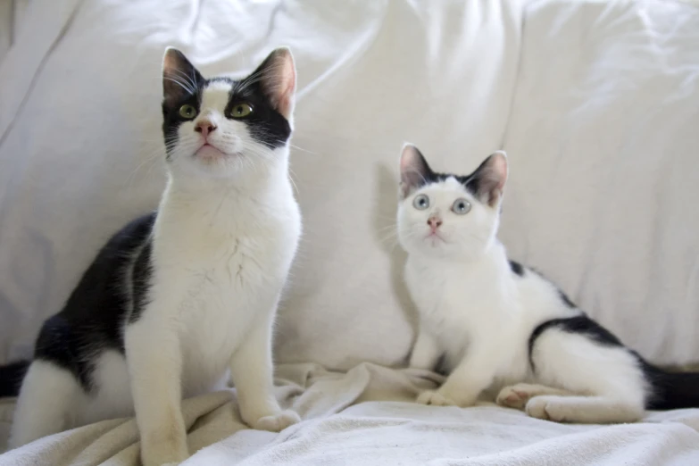 two black and white cats looking at the camera