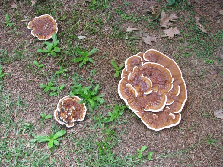 some large mushrooms are on the grass by itself