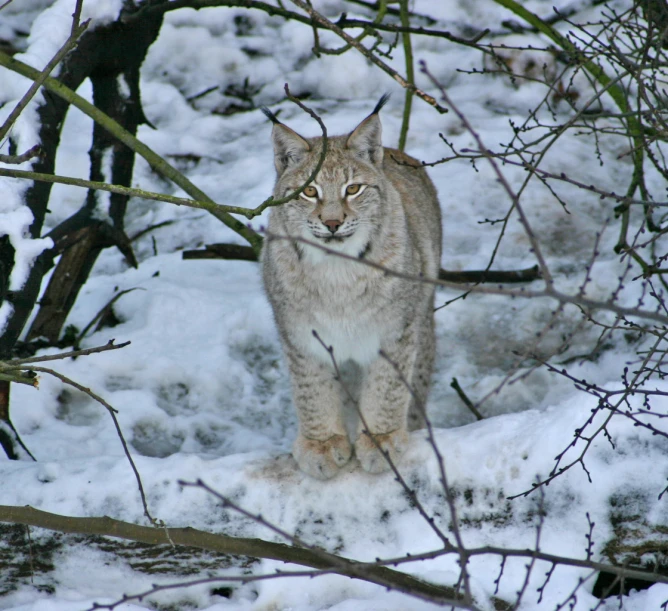 a big cat walking in some snow covered ground