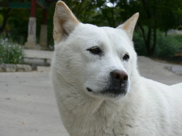 a white dog with brown ears standing on the cement