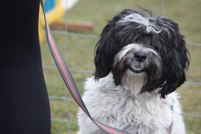 a black and white dog on a leash