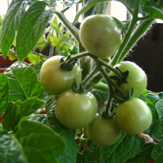 small tomatoes are growing on the vine