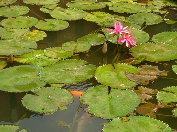 a pink water lily on top of a pond