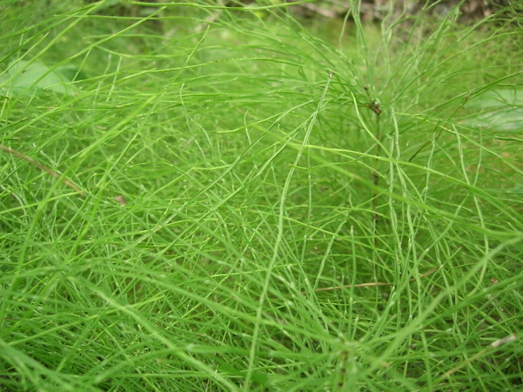 green grass grows near an elephant on the ground