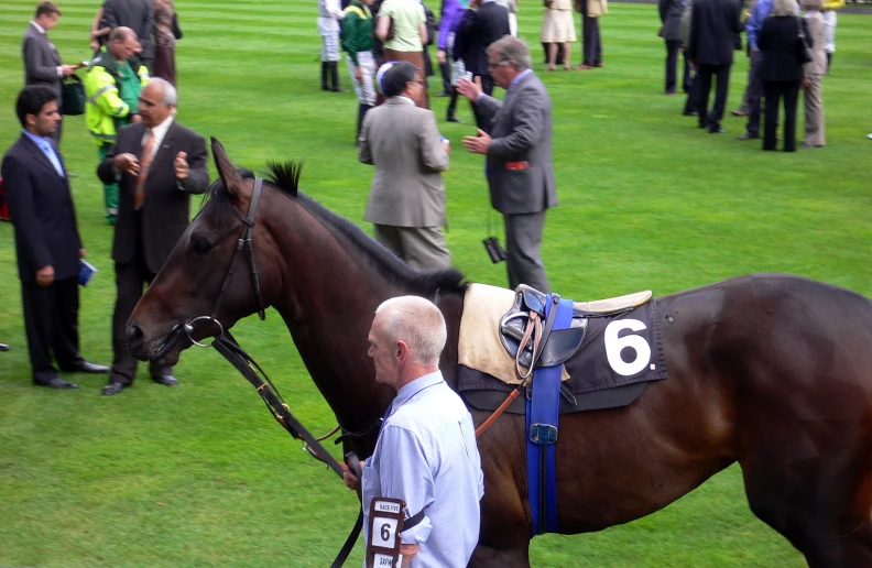 horse being walked along by man in suit on grassy field