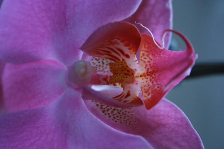 an orchid flower is pink and orange with a white inside