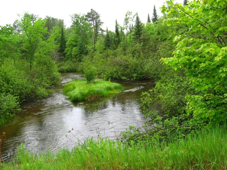 a creek surrounded by green trees and grass