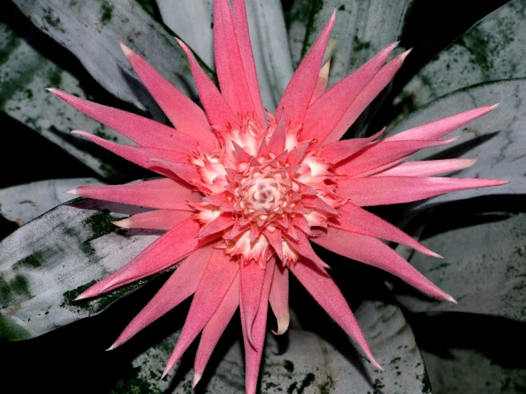 a pink plant growing in a pot next to a wooden fence