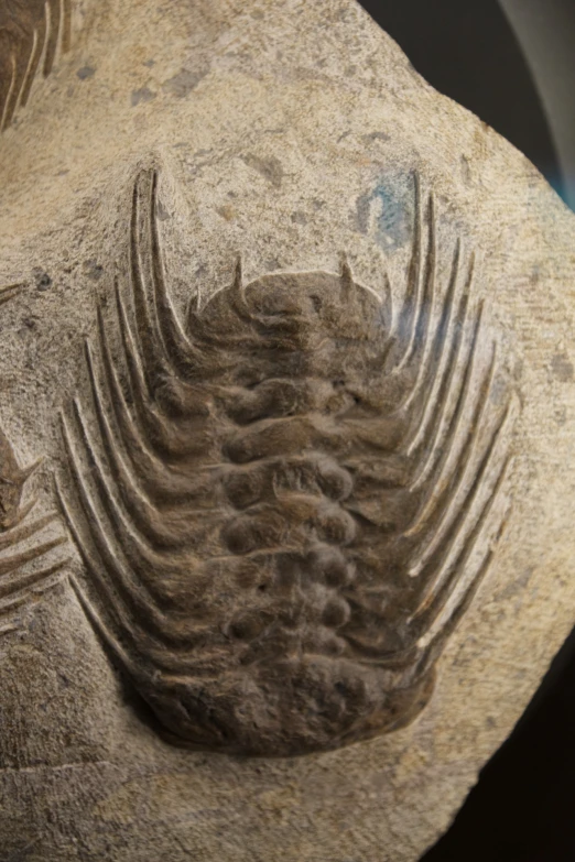 fossil imprint on the face of a rock