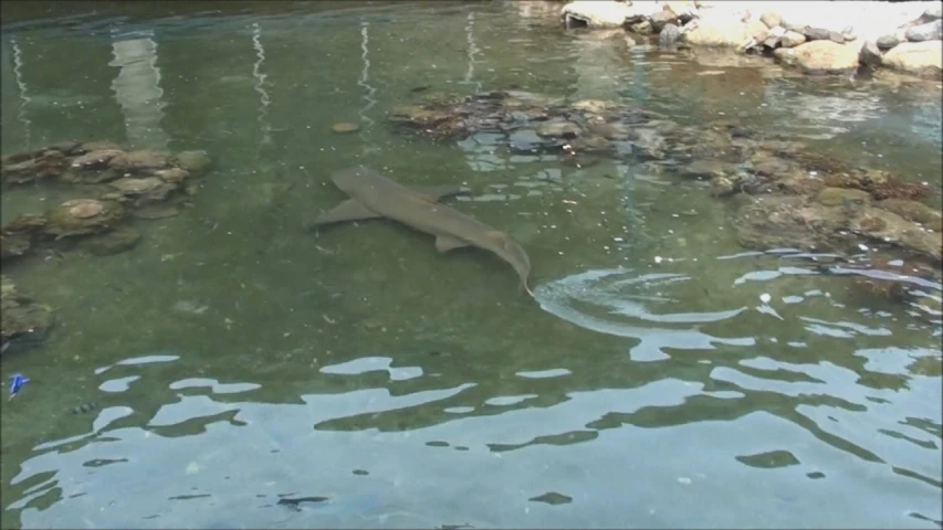 a shark is floating through some water