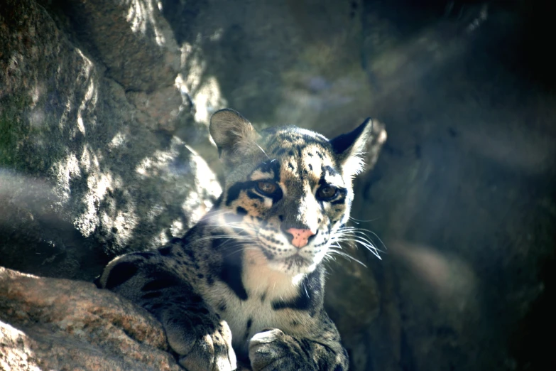 an up close picture of a young clouded cat