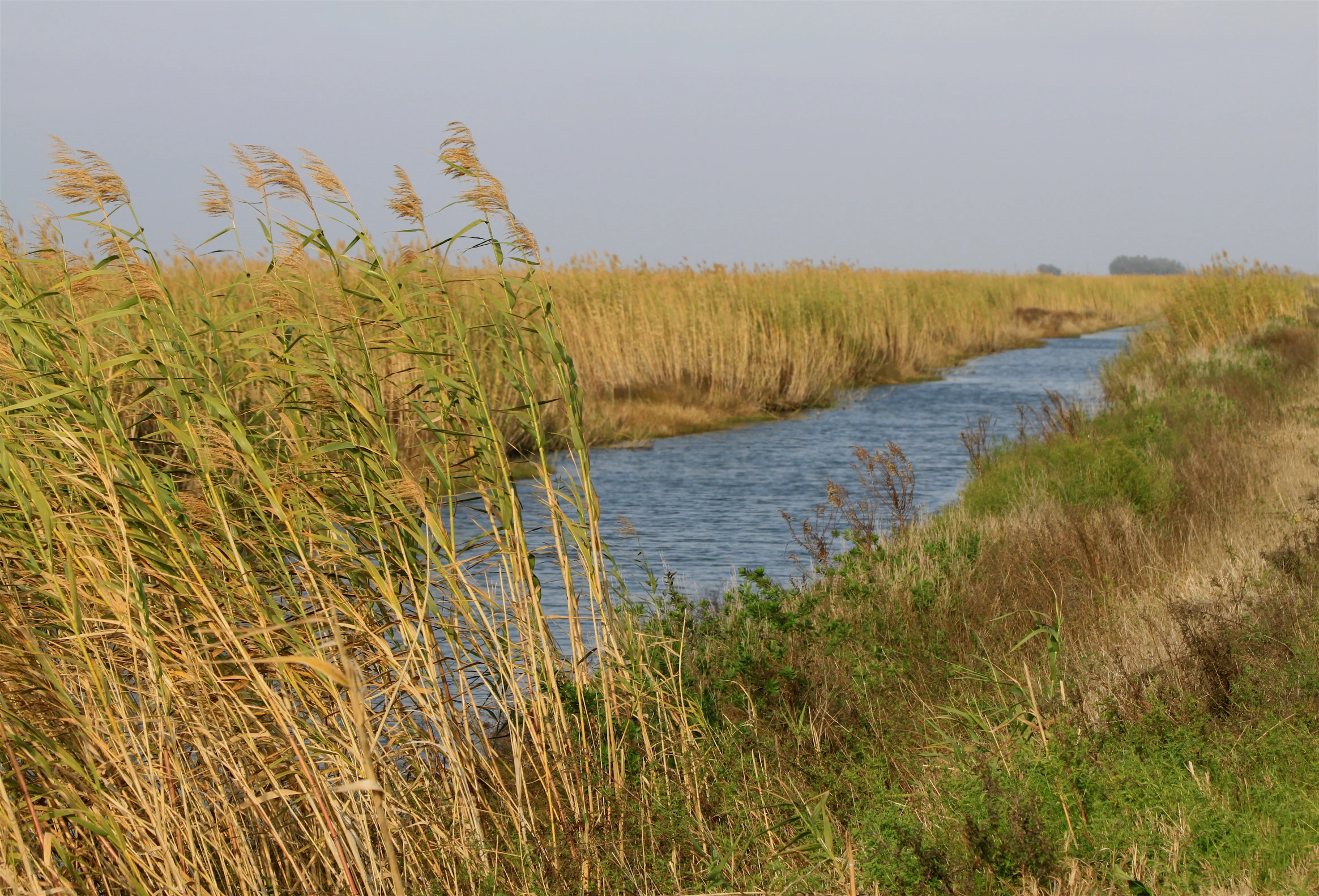 the water way has long thin grasses in it