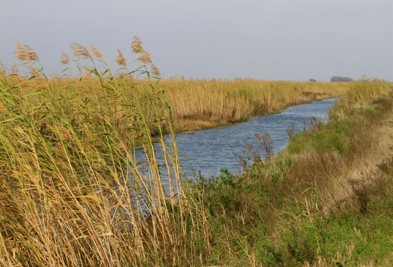 the water way has long thin grasses in it