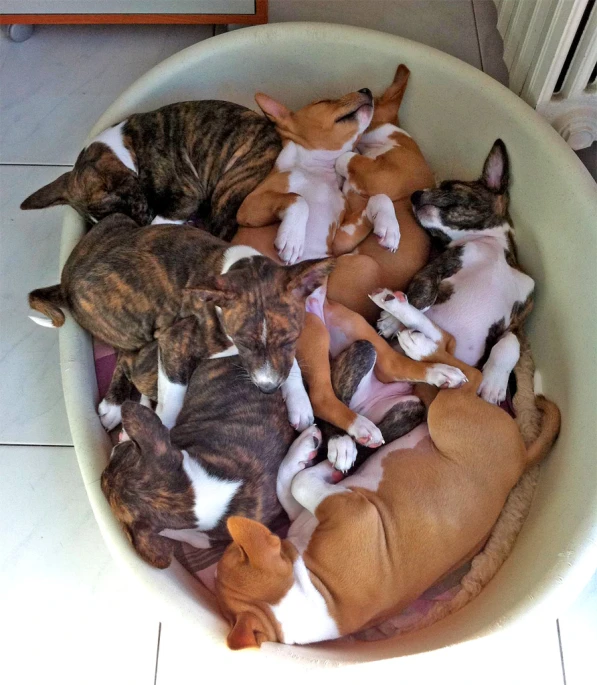 a lot of cats sleeping on top of each other in a bowl