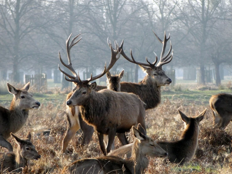 deer are standing close together with trees in the background