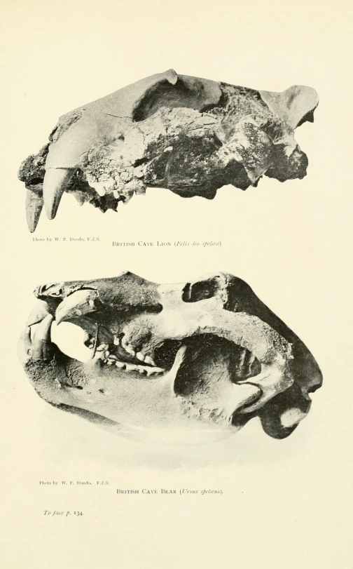 several skull images of crocodiles are shown in the picture