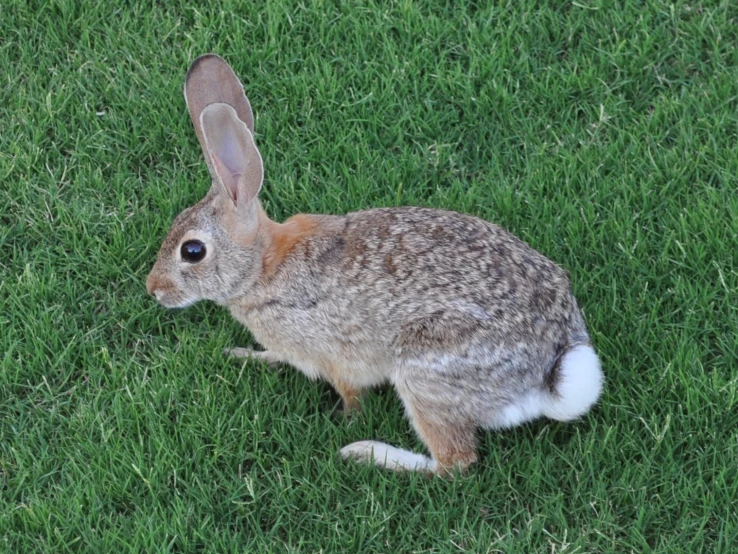 a rabbit sitting on top of a lush green field