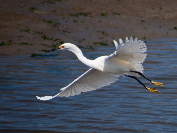 a white bird is flying low over water