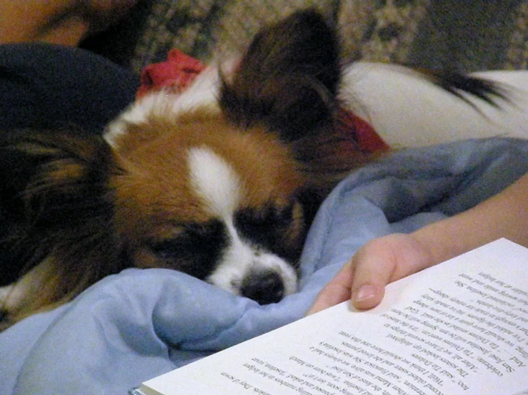 an image of a dog reading a book on the couch