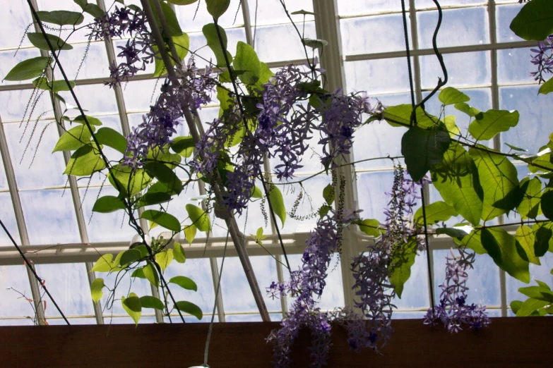 a vase of flowers in front of a window