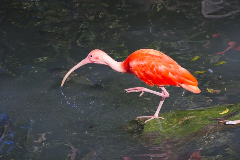 the pink flamingo is walking in the water and looking around