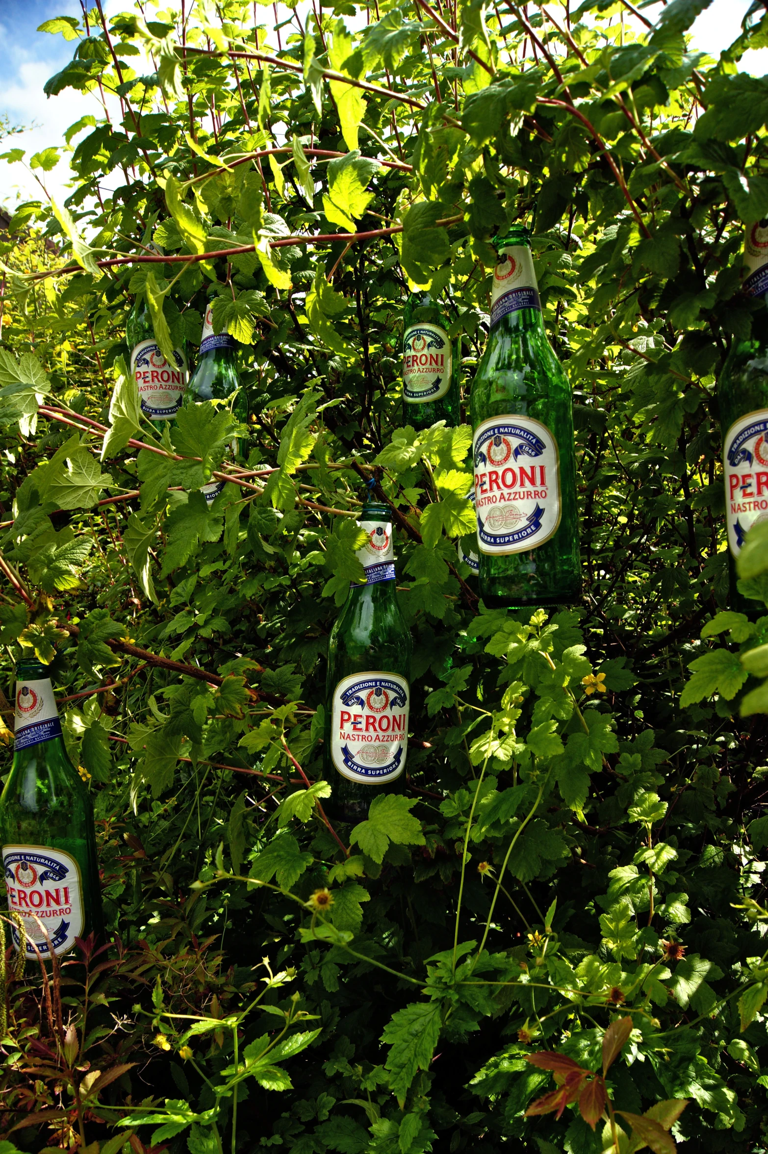 an assortment of beer bottles hanging from a tree