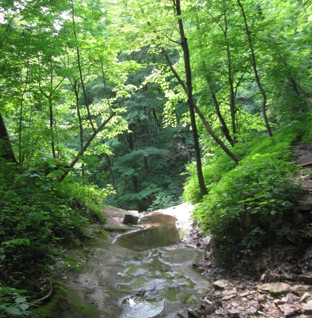 the small stream is surrounded by lush green trees