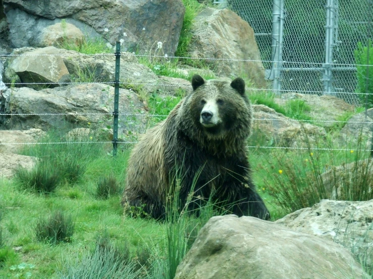 a bear that is sitting in the grass near rocks