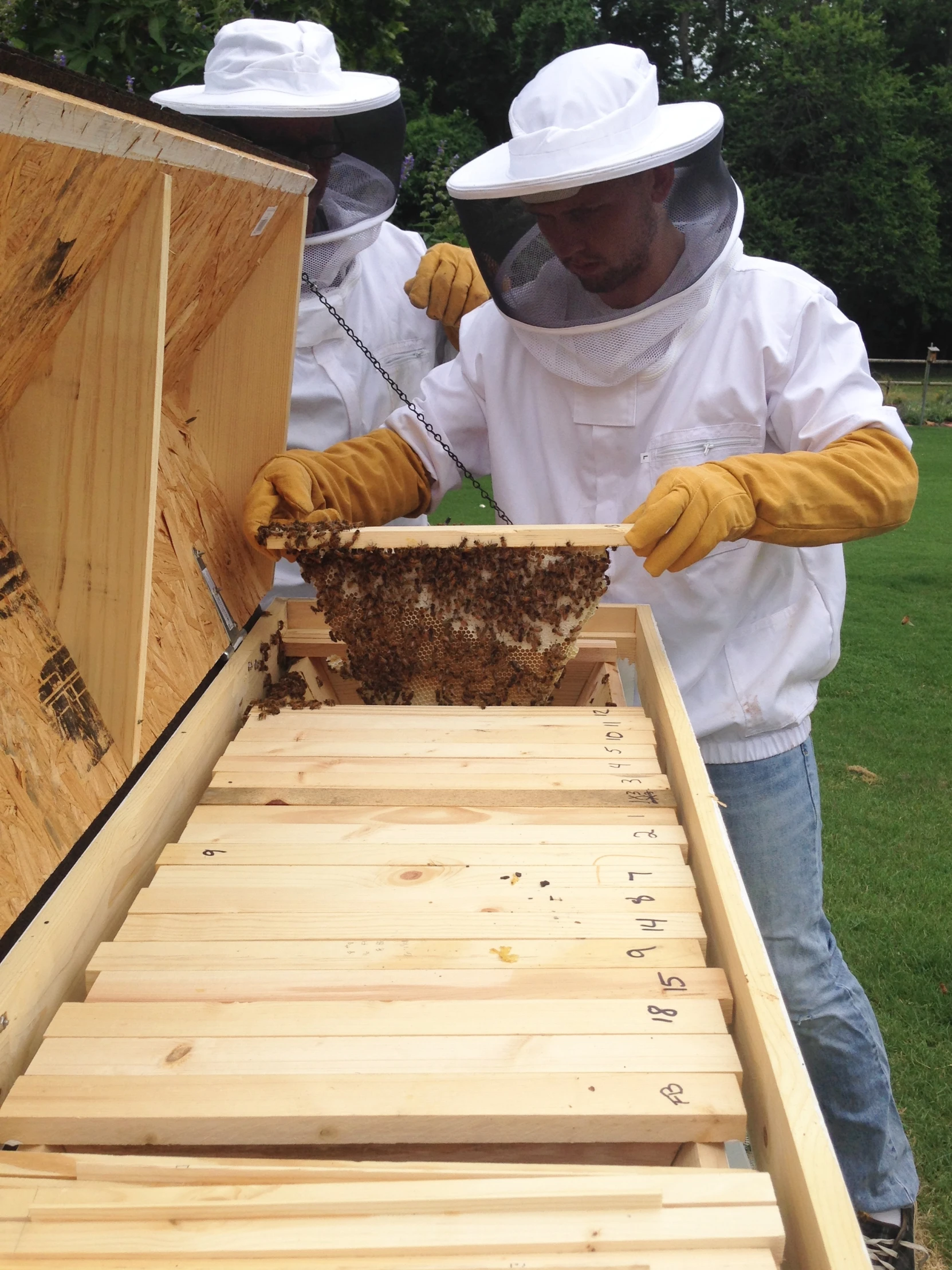 bees have to get the frame together to do soing