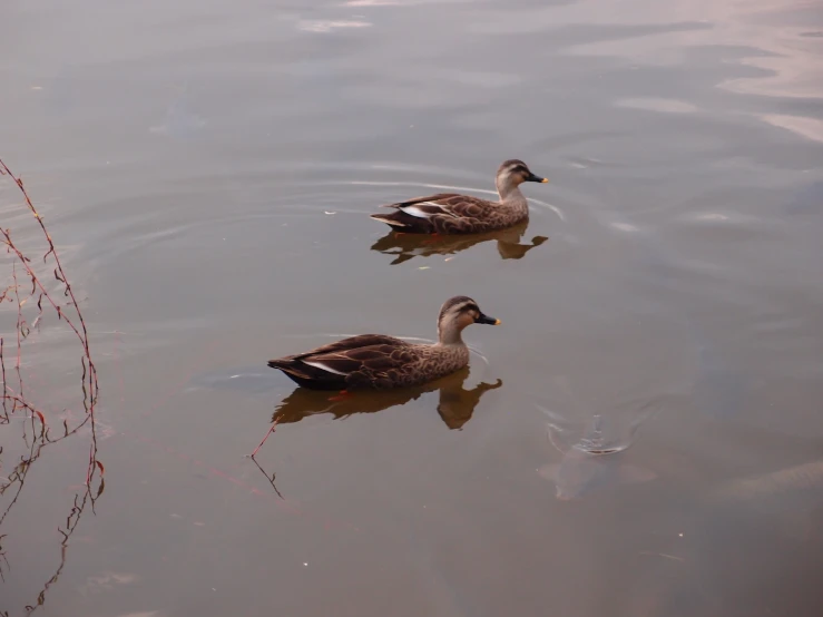 two ducks in a pond surrounded by weeds