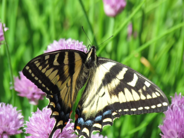 a yellow erfly sitting on purple flowers