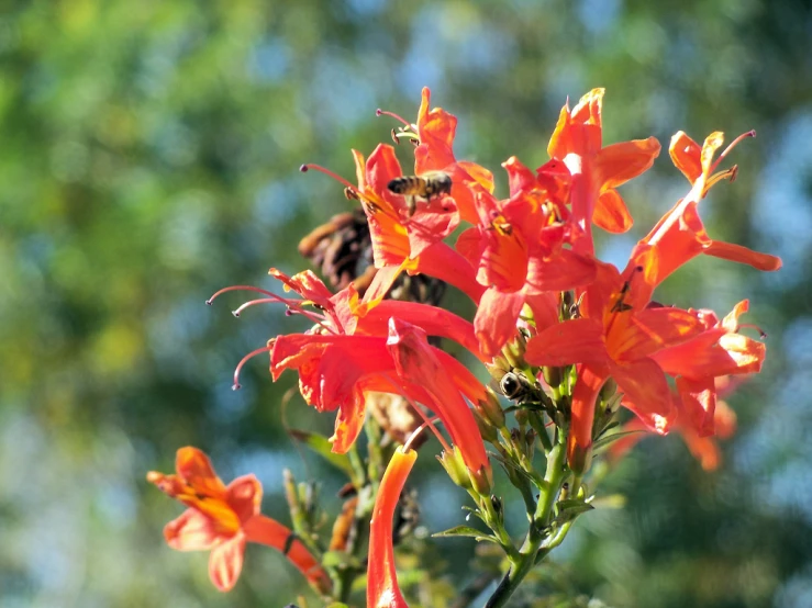 there are many flowers and a bee sitting on one