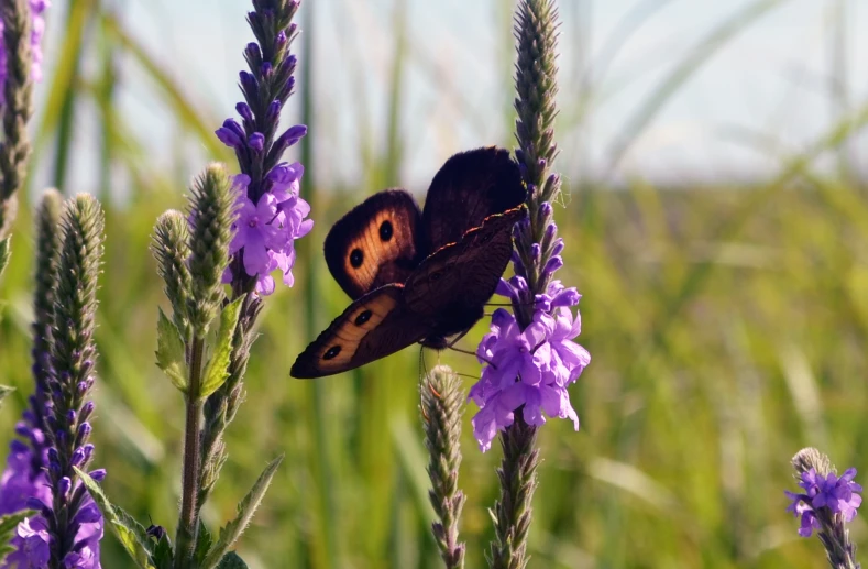 a brown erfly resting on a purple flower