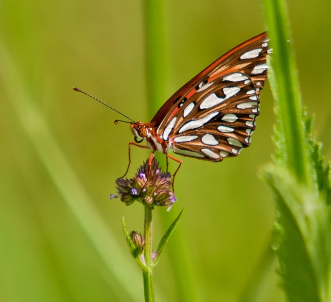 a close up of a erfly sitting on a leaf