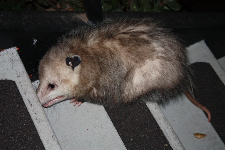 a rat sitting on top of a tile floor