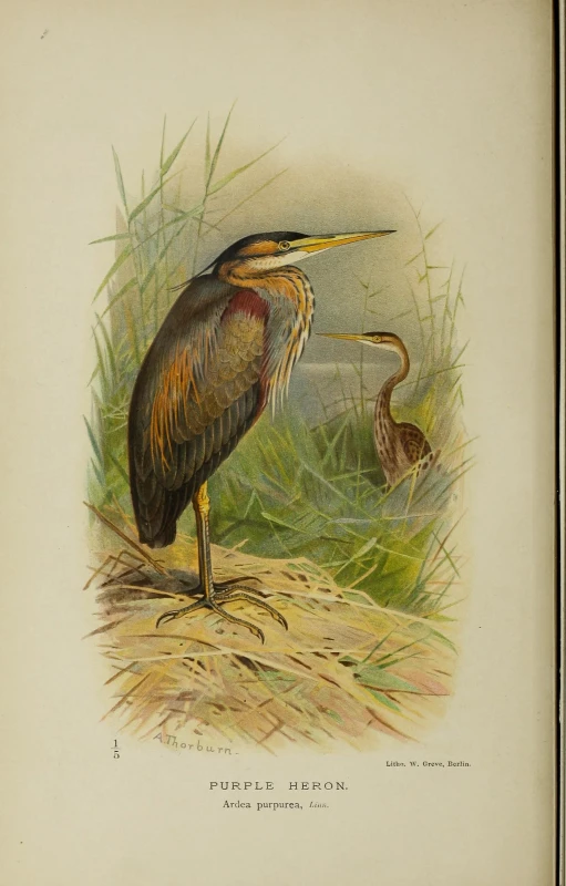 a bird with long beak standing next to another bird