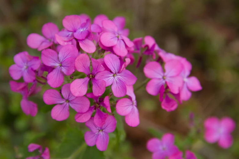 this is pink flowers growing on the outside