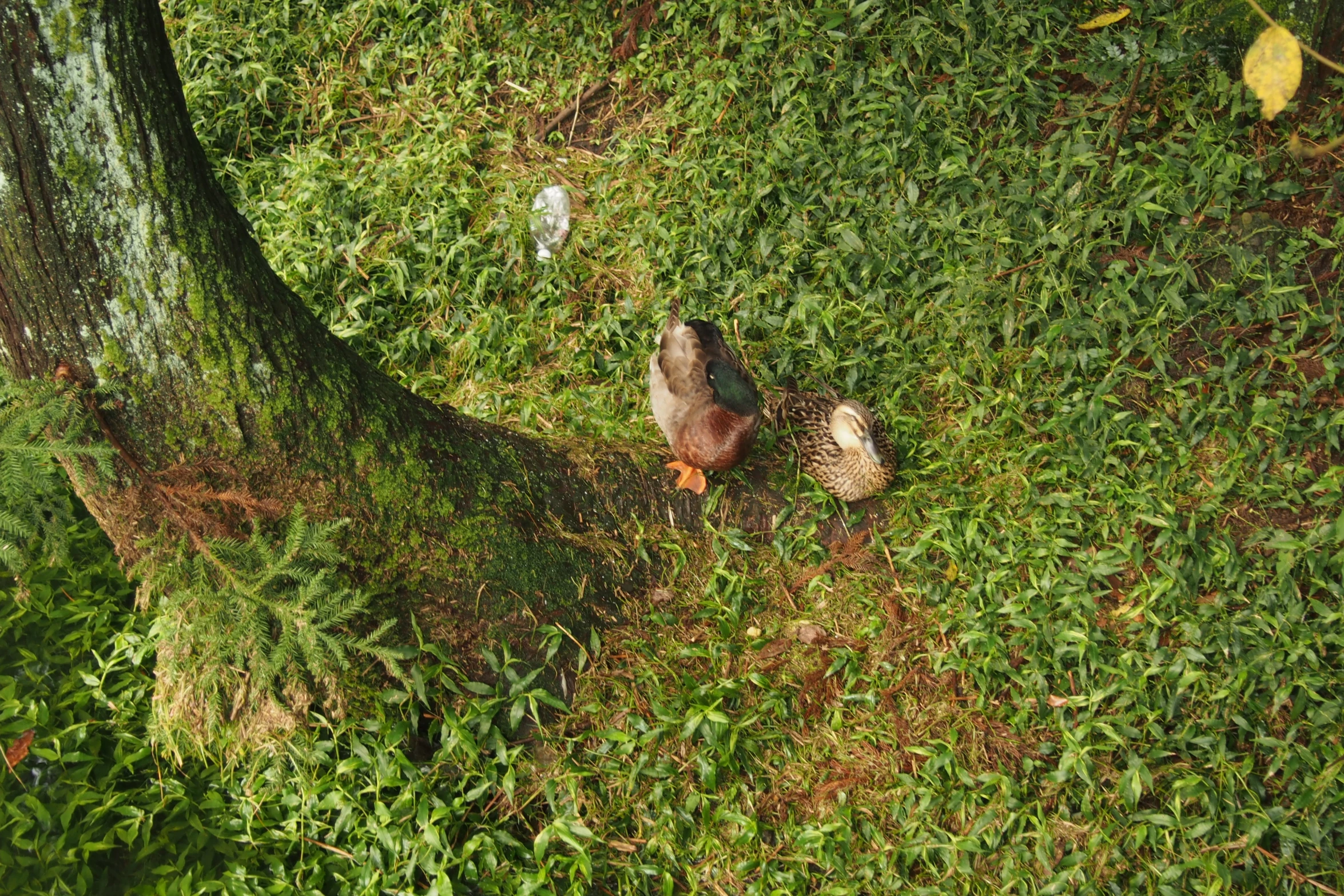 a brown and black duck is standing in the grass near a tree