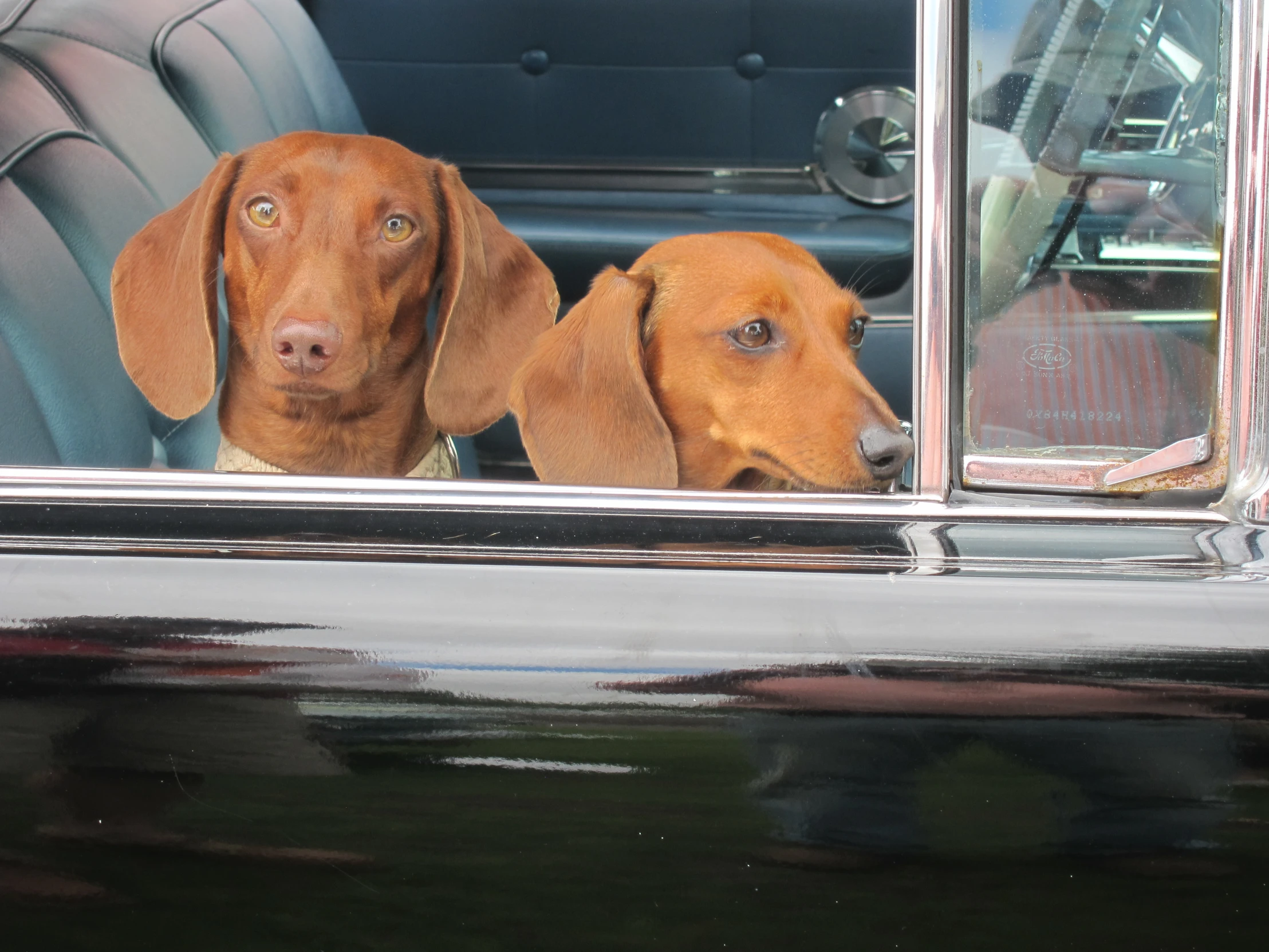 two dogs that are looking out the back window