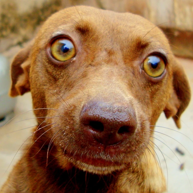 the eyes of a dog are showing while a person is standing outside