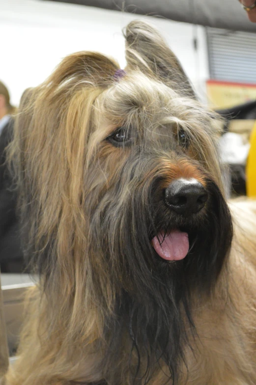 the large dog is getting his hair cut