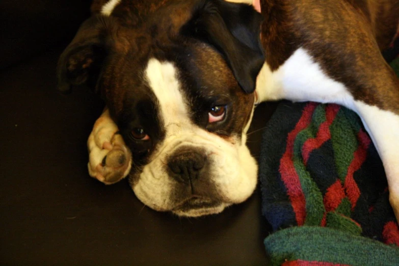 an english bulldog has been abandoned by its owner