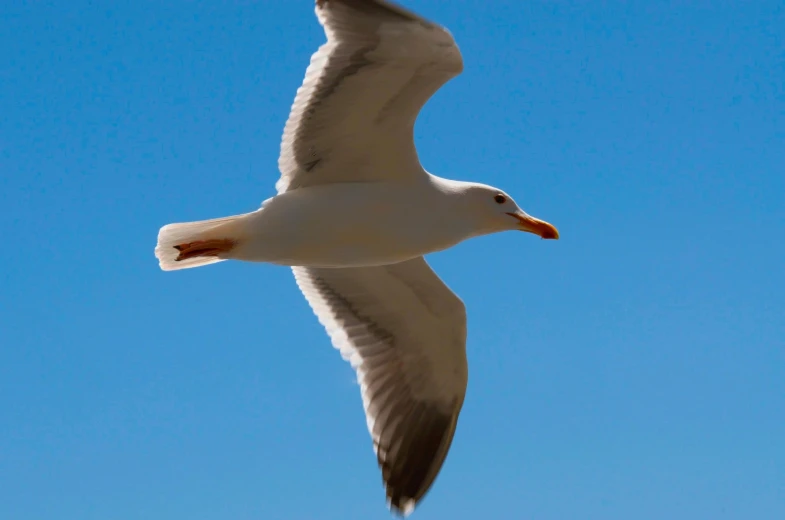 a seagull flying high in the sky with a bird perched on top
