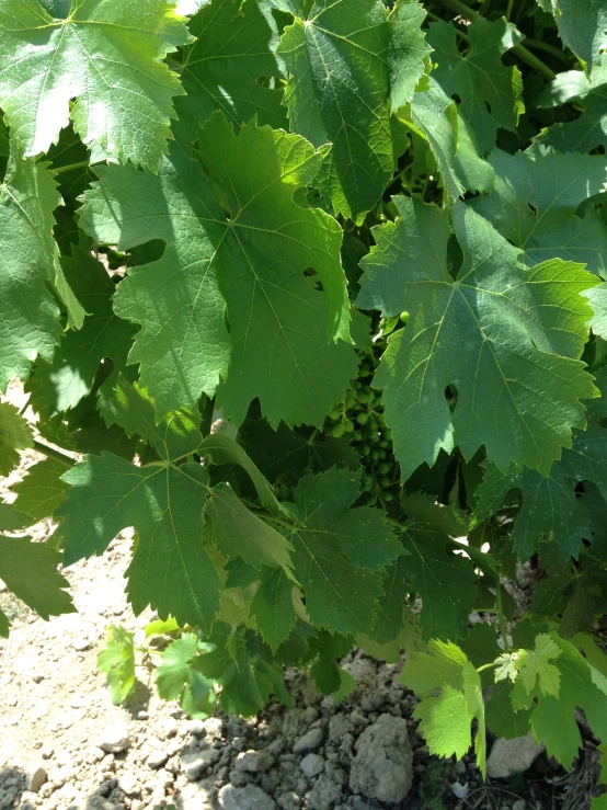 the sun is shining through the green leaves